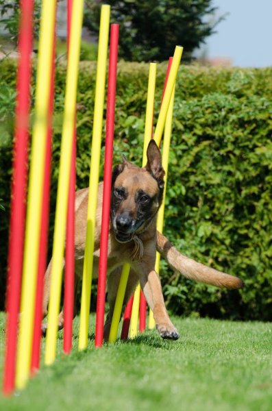 eduque-ton-chien - photo 2