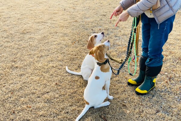 RespectDogs éducateur canin Albertville - photo 2