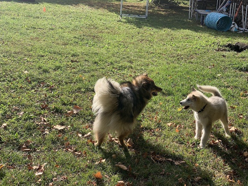 Fabienne Chaboud /Clé des chiens/ Education Canine & Comportementalisme - photo 3