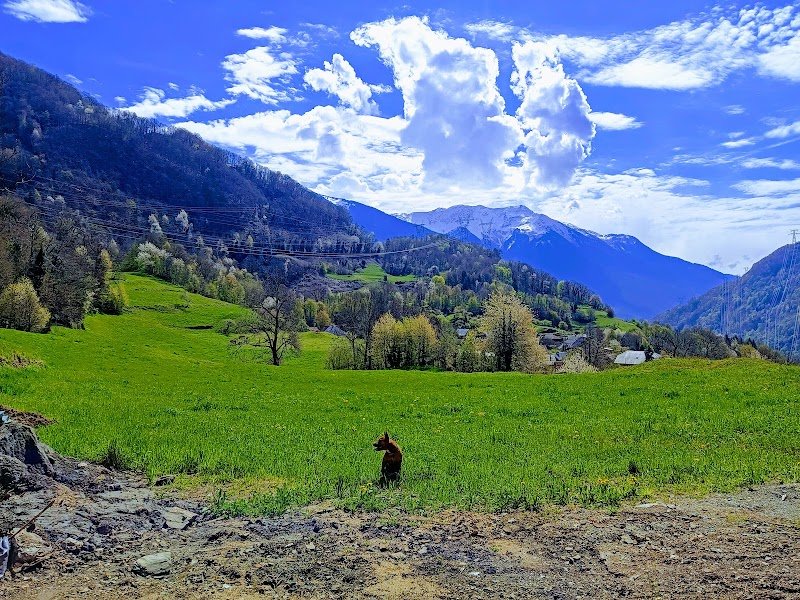 SpiritdogsFM / Educateur canin comportementaliste