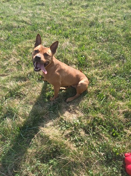 SpiritdogsFM / Educateur canin comportementaliste - photo 2