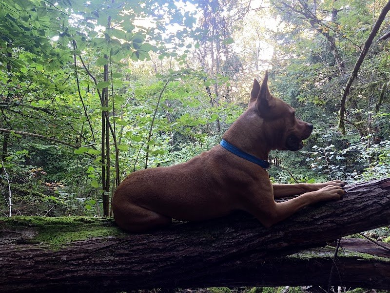 SpiritdogsFM / Educateur canin comportementaliste - photo 3