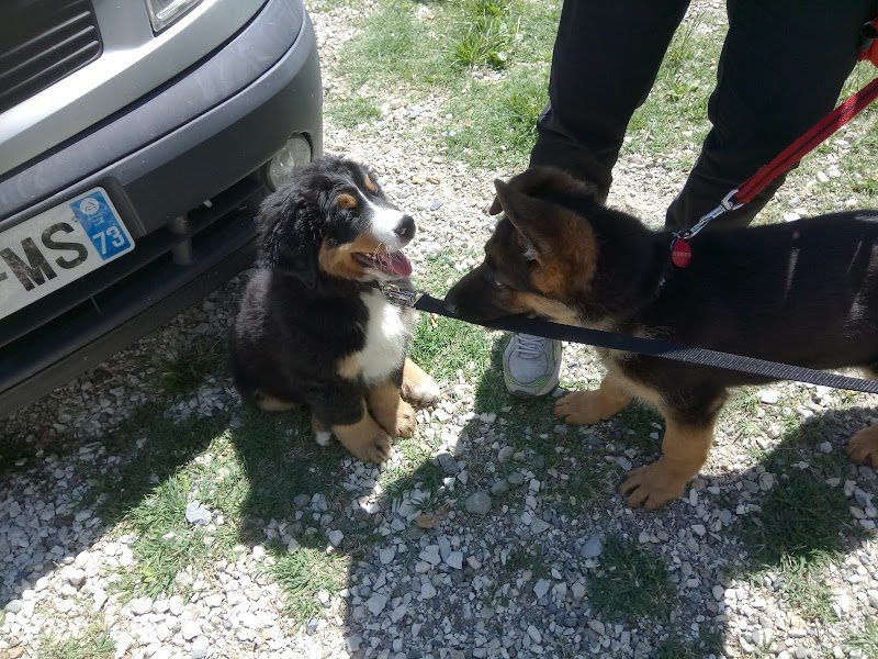 Association Canine Albertvilloise - photo 1