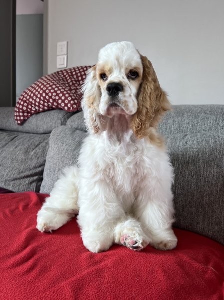 Au bonheur canin & felin La ravoire