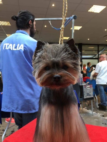 Au bonheur canin & felin La ravoire - photo 2