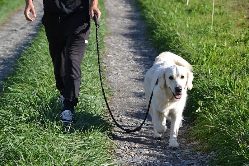 CHAPITRECANIN - photo 1