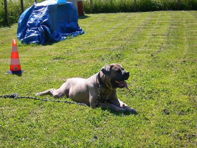 Cercle Cynophile de Marlens - photo 2