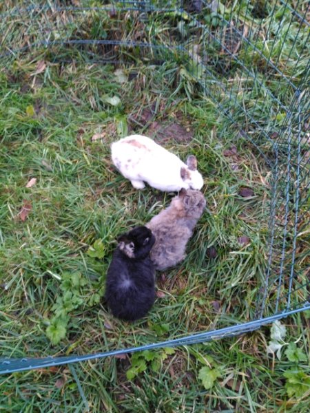 Wendy comportementaliste