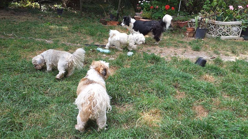 Au Bonheur Des Chiens 73 Jeannine - photo 1