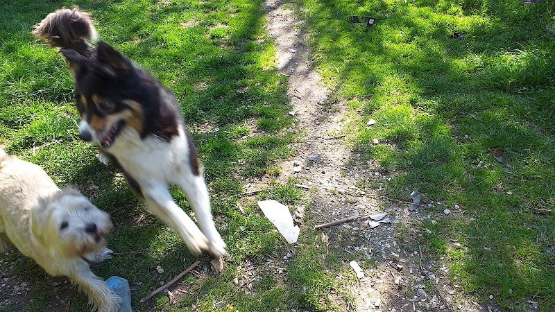 Au Bonheur Des Chiens 73 Jeannine - photo 2