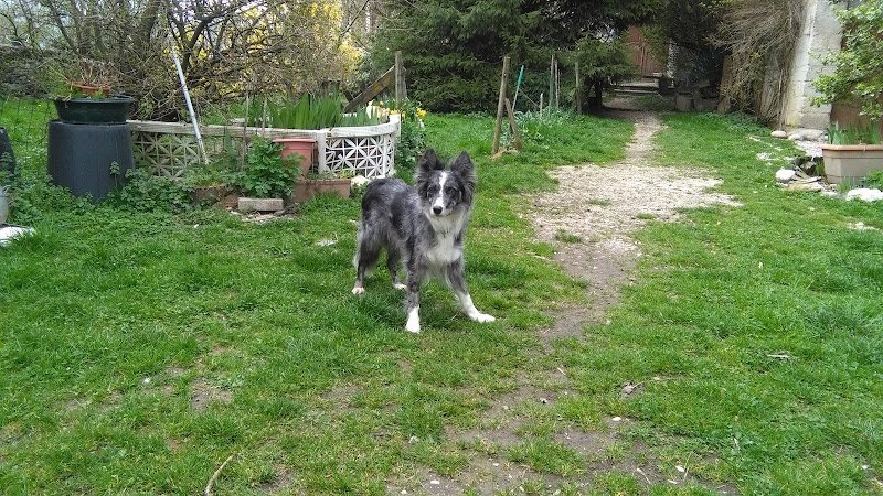 Au Bonheur Des Chiens 73 Jeannine - photo 3