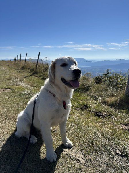 Chiens du Chéran - photo 2