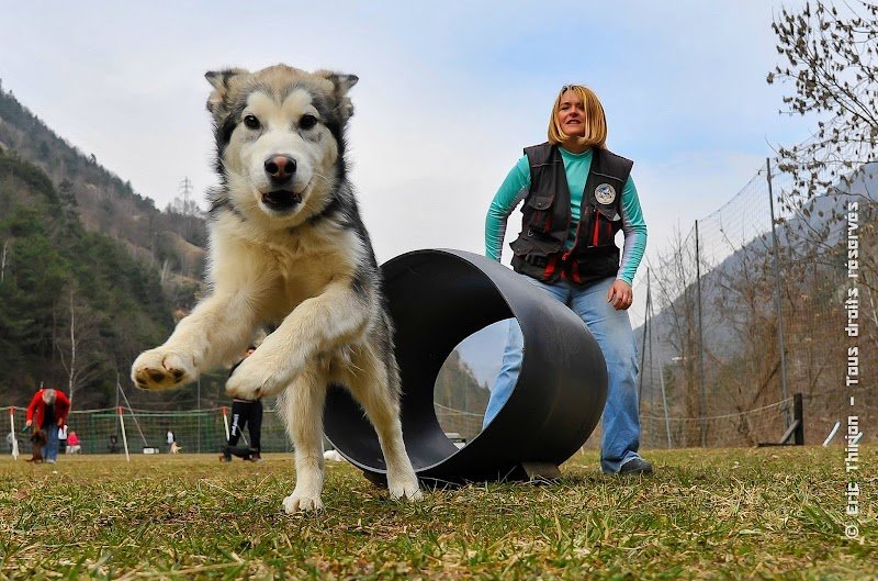 Section canine de recherche Villarlurin - photo 1