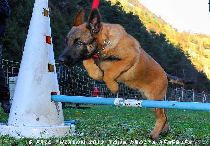Section canine de recherche Villarlurin - photo 3