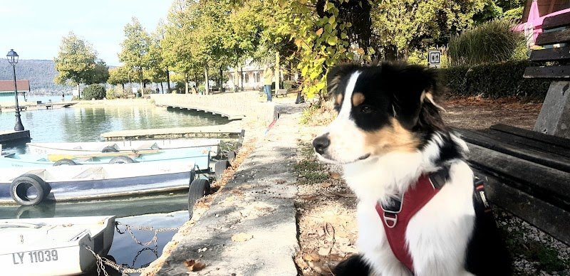 Université des chiens : Educateur canin comportementaliste Annecy Talloires Pour chiots et chiens adultes