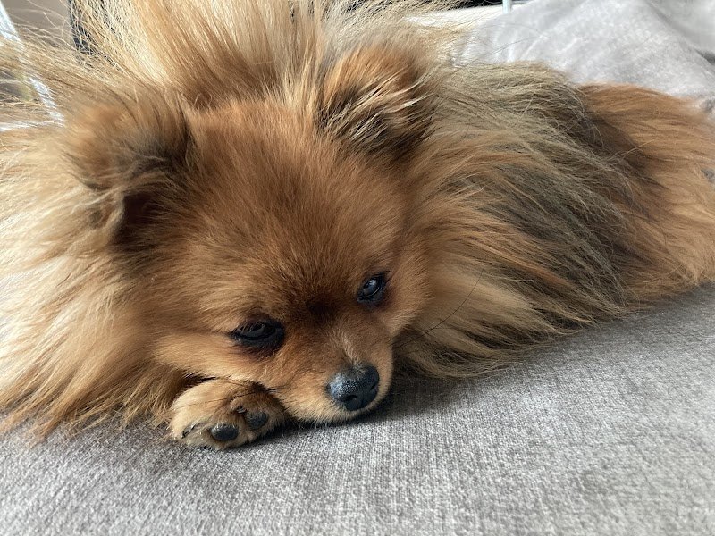 Université des chiens : Educateur canin comportementaliste Annecy Talloires Pour chiots et chiens adultes - photo 2