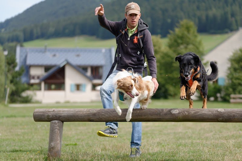 Université des chiens : Educateur canin comportementaliste Annecy Talloires Pour chiots et chiens adultes - photo 3