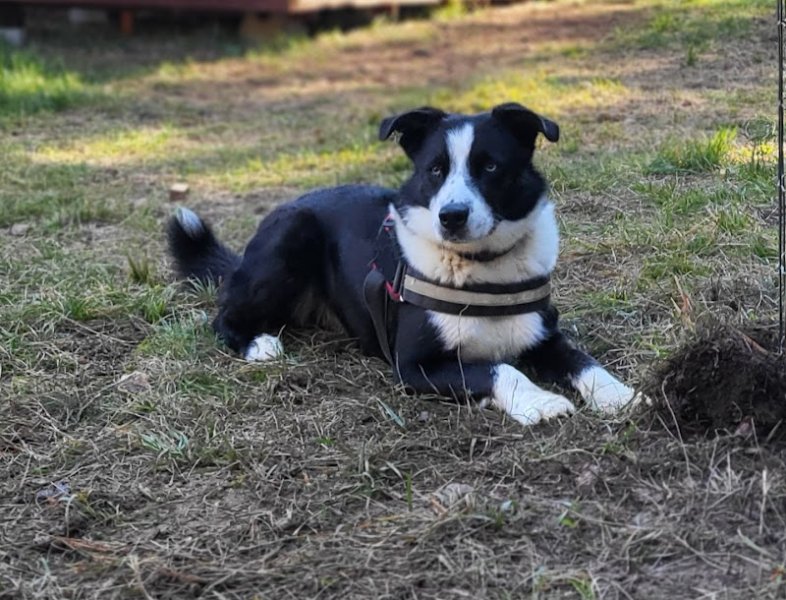 Pension Esprit Canin - Haute Maurienne Vanoise - photo 1