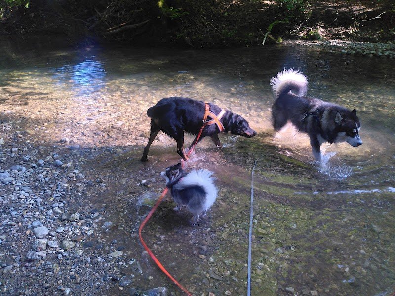 Respect Canin | Educateur canin Haute Savoie - photo 2