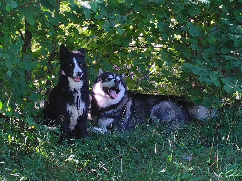 Respect Canin | Educateur canin Haute Savoie - photo 3