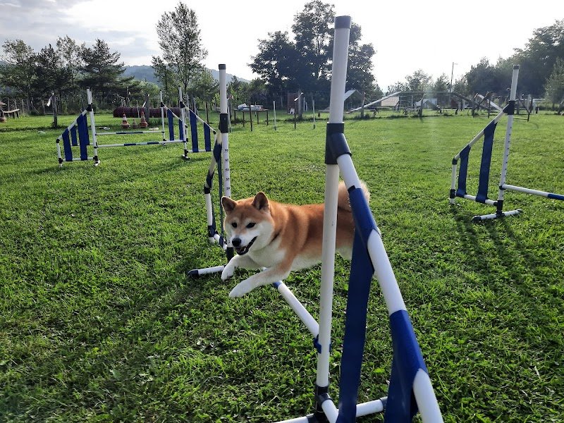 Services Canins J•A•D•O•R - photo 2