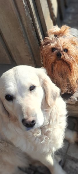 Pension Canine Mauriennaise - photo 2