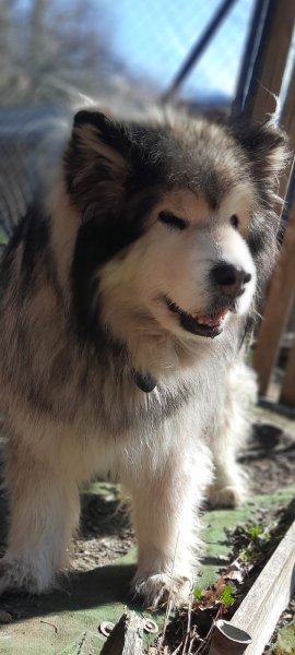 Pension Canine Mauriennaise - photo 3