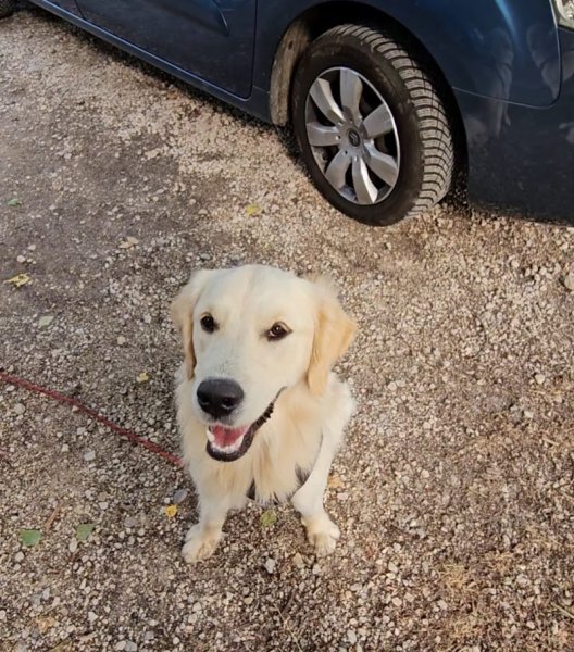 Complici'mots - Education canine spécialiste chiot à Annecy-Seynod - photo 2