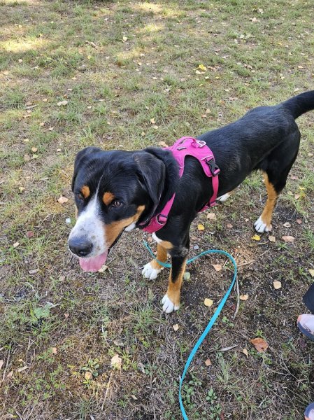 Complici'mots - Education canine spécialiste chiot à Annecy-Seynod - photo 3