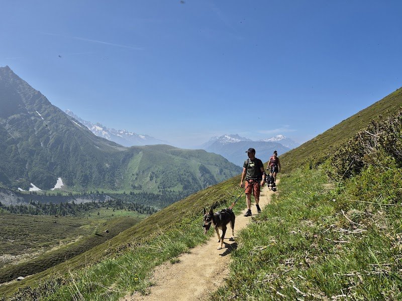 3D NORDIC, chiens de traîneau