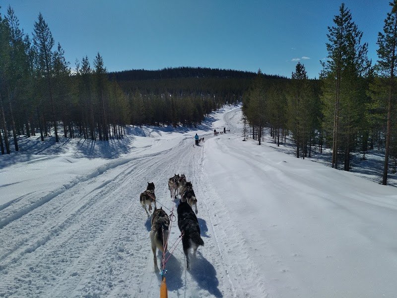 3D NORDIC, chiens de traîneau - photo 2