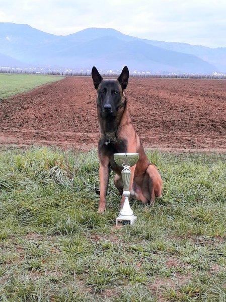 Club d'éducation canine de l'aigle