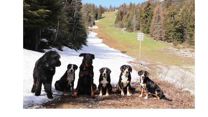Pension canine familiale de La Perle des Bauges - photo 1