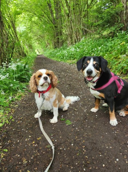 Pension canine familiale de La Perle des Bauges - photo 2
