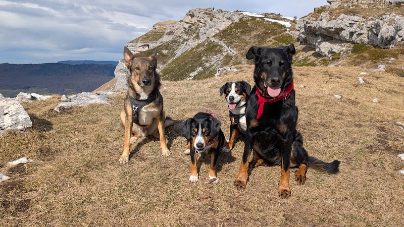 Pension canine familiale de La Perle des Bauges - photo 3