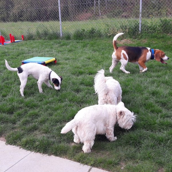 Tout'Pattes (pension, éducation et comportement). Dans la Broye Fribourgeoise.