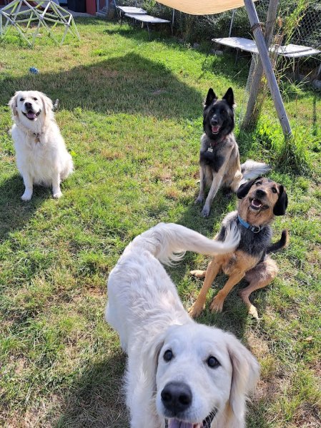 Tout'Pattes (pension, éducation et comportement). Dans la Broye Fribourgeoise. - photo 2