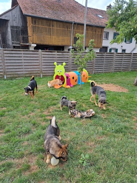 Tout'Pattes (pension, éducation et comportement). Dans la Broye Fribourgeoise. - photo 3