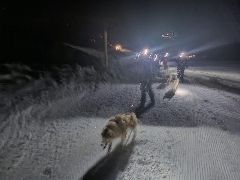 Chien de traîneau - photo 1
