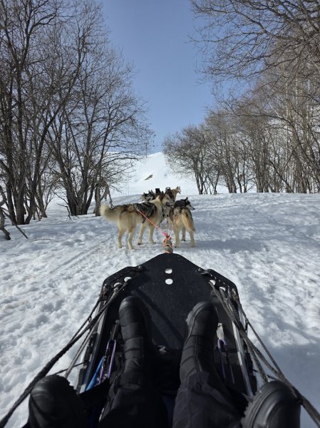 Chien de traîneau - photo 2
