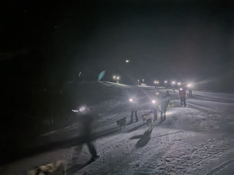 Chien de traîneau - photo 3