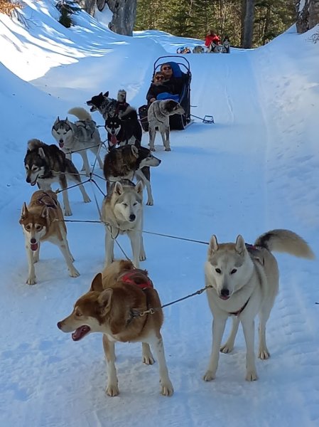 La Ferme des Chiens de Traineaux - photo 1