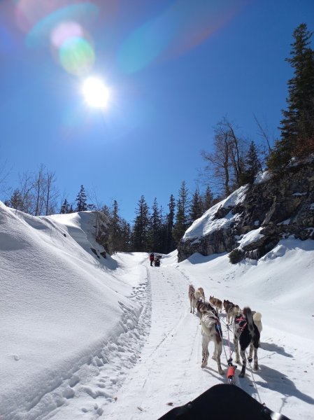 La Ferme des Chiens de Traineaux - photo 2