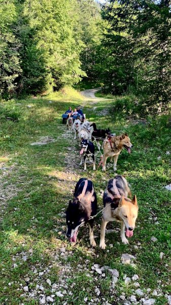 La Ferme des Chiens de Traineaux - photo 3