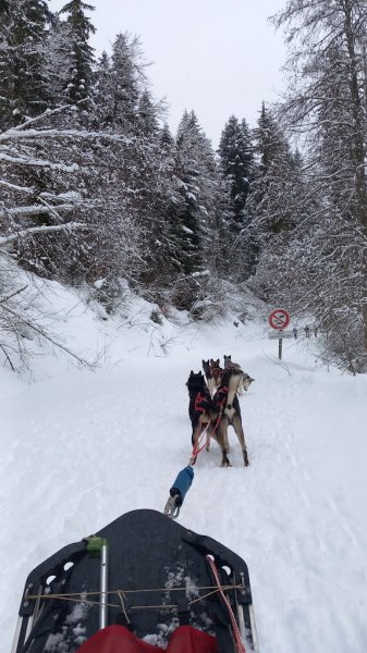 Chiens de traîneaux - Benjamin GROSDAILLON