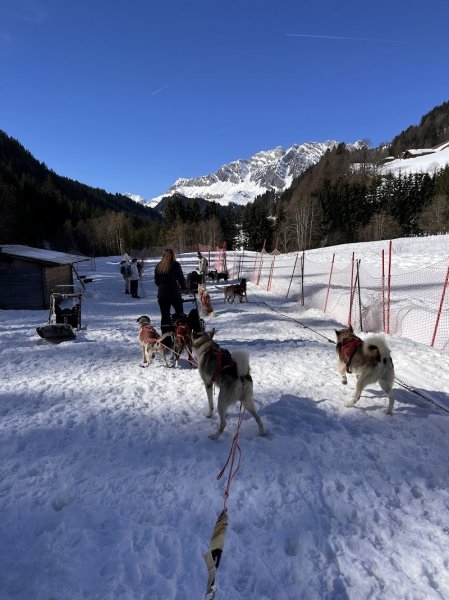 Chiens de traîneaux - Benjamin GROSDAILLON - photo 2