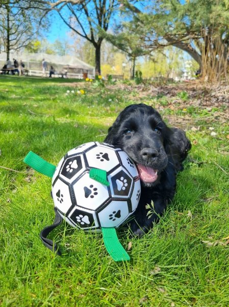 Pattes à Maudeler - Education canine Annecy - photo 2