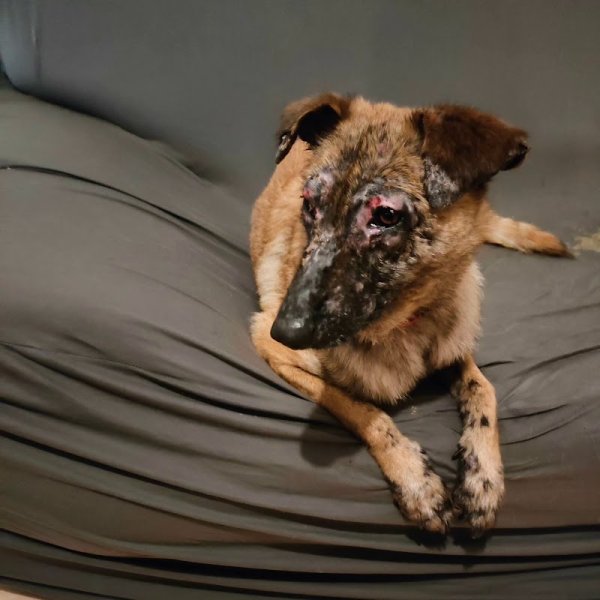 jb l'éducateur canin à domicile. - photo 2