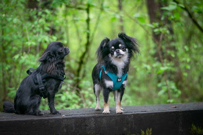 L'odyssée des chiens - photo 1