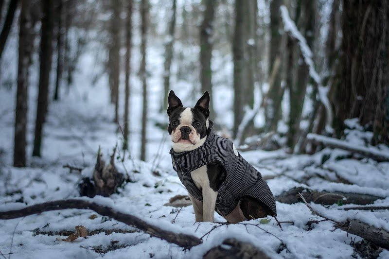 L'odyssée des chiens - photo 2